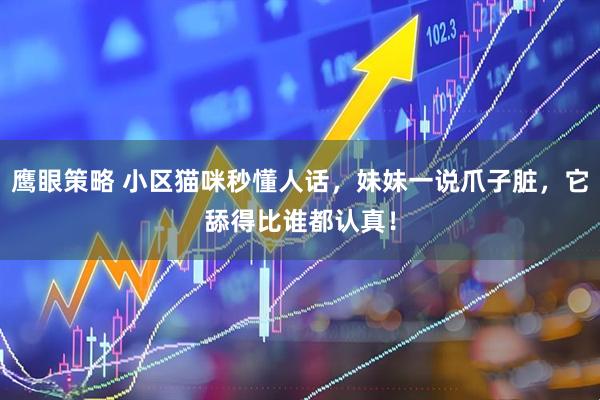 鹰眼策略 小区猫咪秒懂人话，妹妹一说爪子脏，它舔得比谁都认真！