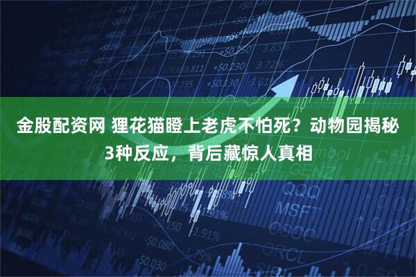 金股配资网 狸花猫瞪上老虎不怕死？动物园揭秘3种反应，背后藏惊人真相